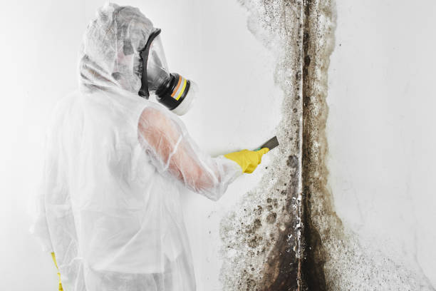 Best Mold Cleaning Services  in Stonebridge, NJ