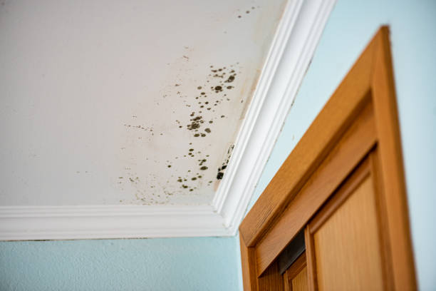 Home Mold Removal in Stonebridge, NJ