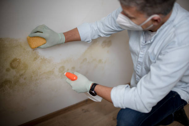 Professional Mold Removal in Stonebridge, NJ