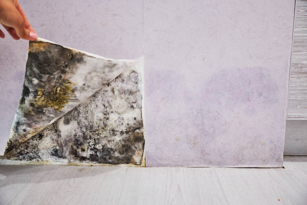 Trusted Stonebridge, NJ Mold Removal Experts